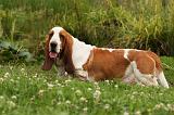 BASSET HOUND 073